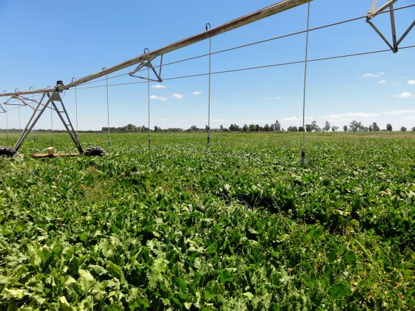 Agricultura cerrará 2017 con la convocatoria de 232,9 millones para regadíos y caminos