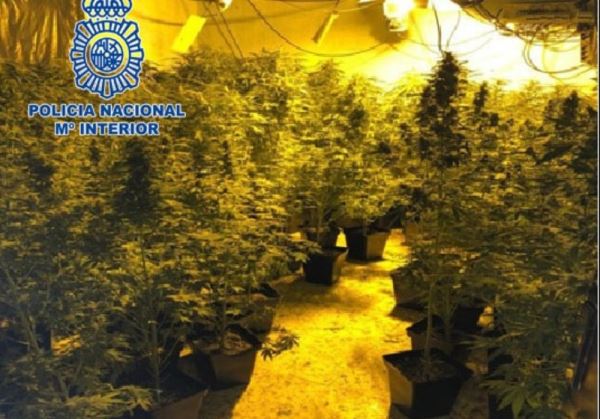 Desmantelada una nueva plantación de marihuana en una vivienda de El Ejido
