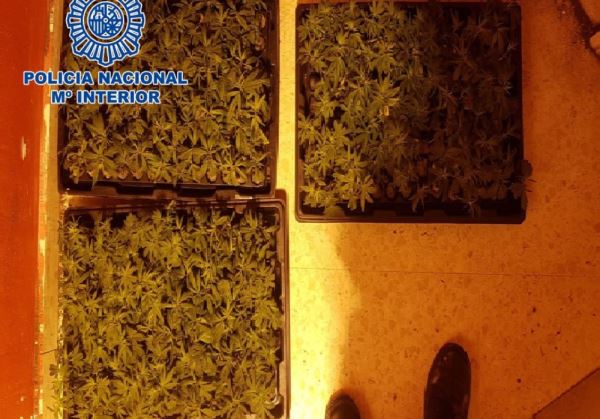 Desmantelada una plantación de marihuana en Almería