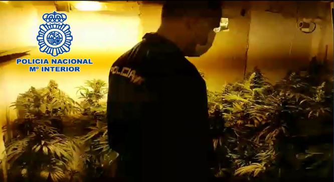La Policía Nacional desmantela una plantación de marihuana en un dúplex de El Ejido