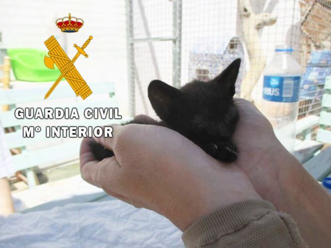 La Guardia Civil auxilia dos gatos de muy corta edad abandonados