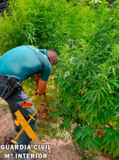 La Guardia Civil detiene a tres personas en Berja y desmantela un cultivo de marihuana