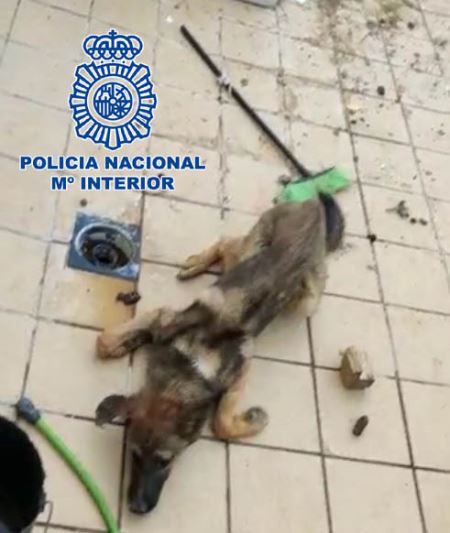 Arroja a un perro vivo a otros de su propiedad para alimentarlos