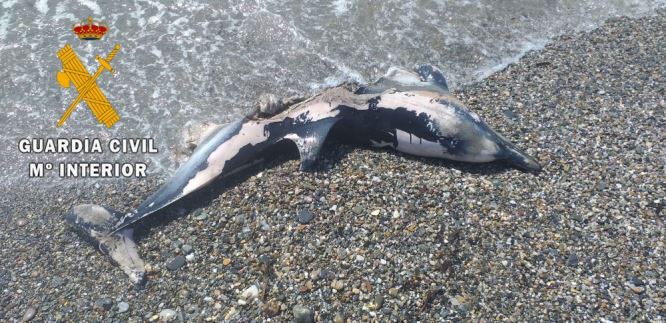 Dos delfines varan en las playas de Almerimar y Balerma