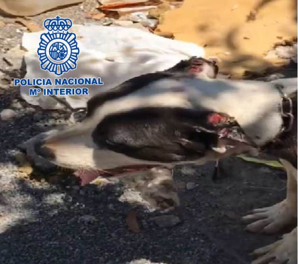 Detenido en El Ejido por un delito de maltrato animal