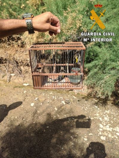 Investigadas siete personas por la captura no permitida de aves fringilidas