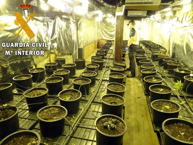 Intervenida una plantación de marihuana en Gérgal