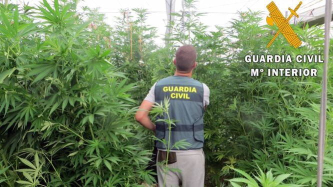 La Guardia Civil interviene 3.000 plantas de marihuana en una finca de El Ejido