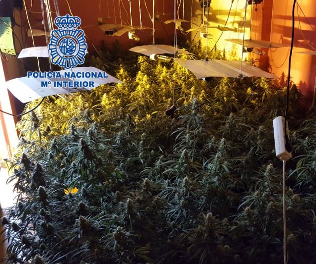 Incautan una cosecha de marihuana en una vivienda dónde ya se habían realizado dos aprehensiones anteriores