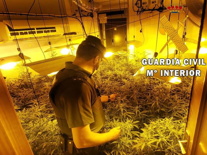La Guardia Civil incauta un cultivo de marihuana en Roquetas