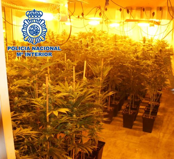 Detenidos padres e hijo en El Ejido por cultivo de marihuana