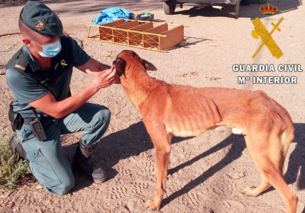 La Guardia Civil investiga a una persona por un delito contra la protección de animales