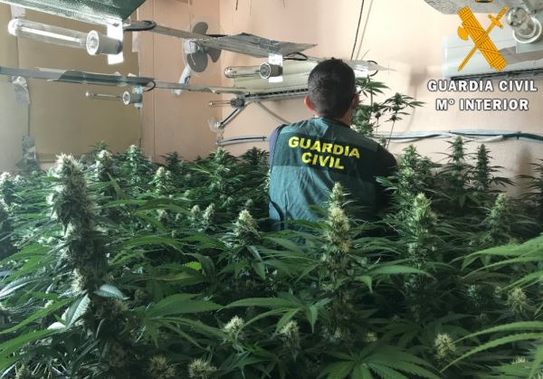 La Guardia Civil desmantela 405 plantas de marihuana en Roquetas de Mar