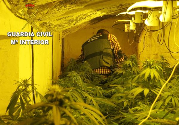 Detenidas tres personas por cultivo de marihuana en Albox