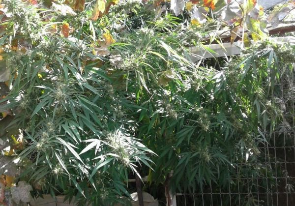 La Guardia Civil detiene a una persona por cultivo de marihuana en Gérgal