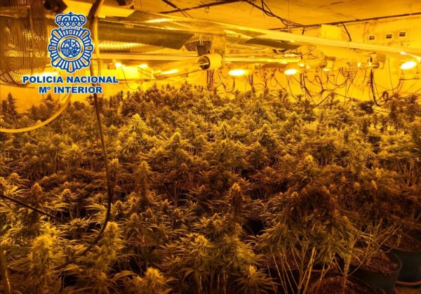 La Policía Nacional interviene 888 plantas de marihuana