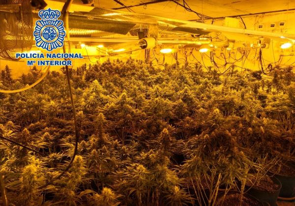 La Policía Nacional interviene 888 plantas de marihuana