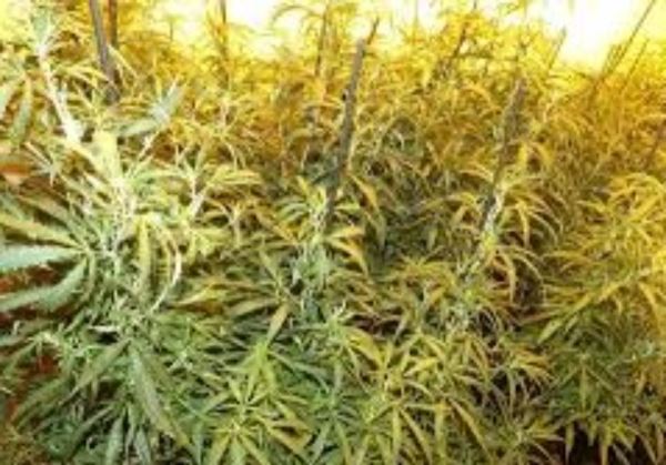 LA GUARDIA CIVIL INCAUTA UNA TONELADA DE MARIHUANA EN UNA FINCA RUSTICA DE CARBONERAS