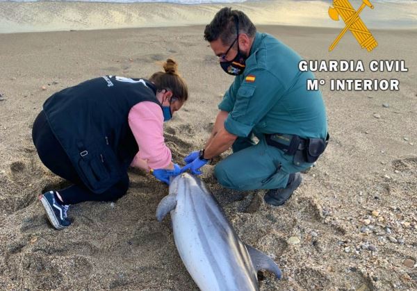 La Guardia Civil realiza continuos apoyos a Equinac en el varamiento de delfines en los últimos días