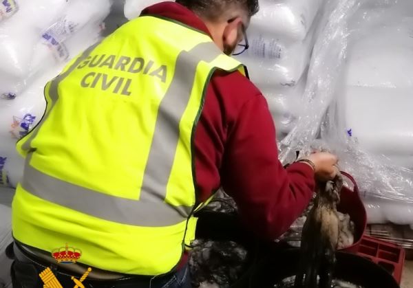  La Guardia Civil interviene 100 Kg de pulpo que no se presentó en lonja para su venta