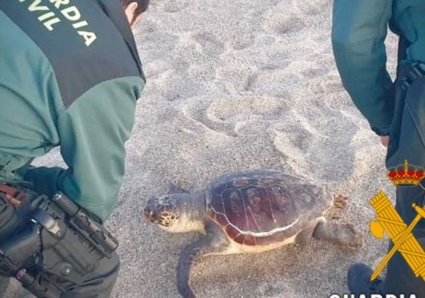 LA GUARDIA CIVIL RECUPERA UNA TORTUGA (CARETTA CARETTA)VARADA EN PLAYA SERENA DE ROQUETAS DE MAR