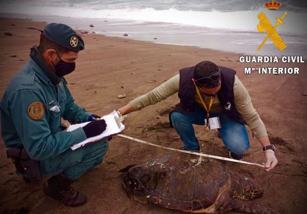 LA GUARDIA CIVIL RECUPERA UNA TORTUGA BOBA VARADA EN LA PLAYA DE SAN JOSE