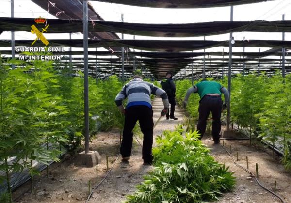 La Guardia Civil interviene 64.800 plantas de “cannabis” en cinco plantaciones de cáñamo