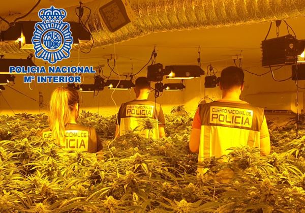 La Policía Nacional detiene a dos clanes de la droga en Almería e interviene 1.324 plantas de marihuana