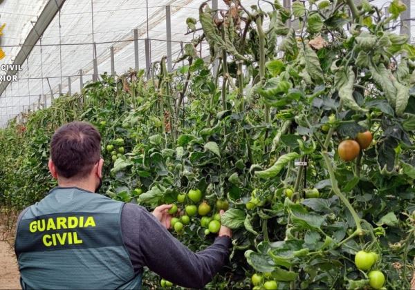 La Guardia Civil detiene al autor de robos de género en invernaderos de El Ejido y La Mojonera y recupera más de 150 kilogramos de tomate