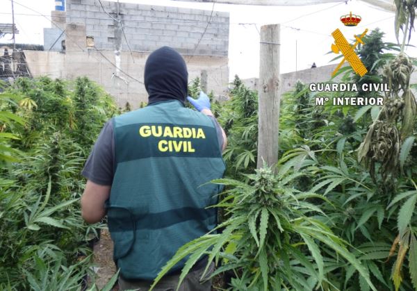 Los agentes de la Guardia Civil intervienen 1600 plantas de marihuana y otras sustancias estupefacientes en un conjunto de viviendas donde reside una misma familia