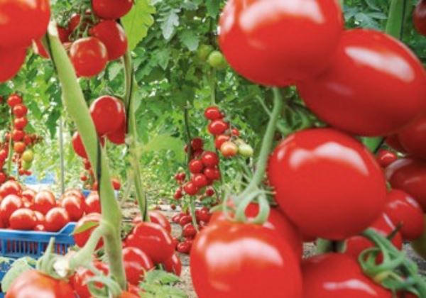 Góngora considera “prioritaria” la revisión del acuerdo entre la UE y Marruecos, ya que “el futuro del sector de las frutas y hortalizas está en juego”