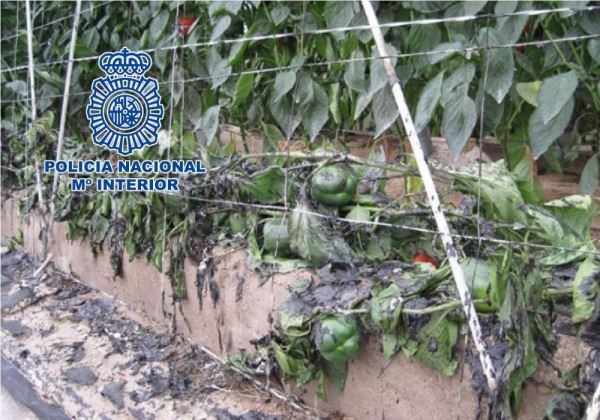 La Policía Nacional detiene en El Ejido a un pirómano que prendió fuego a varios invernaderos de la zona