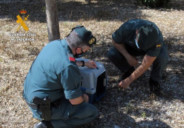 La Guardia Civil investiga al autor de los disparos con una carabina de aire comprimido a un gato en Almerimar