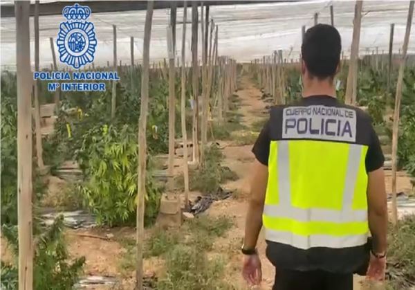 La Policía Nacional interviene en El Ejido más de 5 toneladas de marihuana encubiertas bajo un cultivo de cáñamo industrial