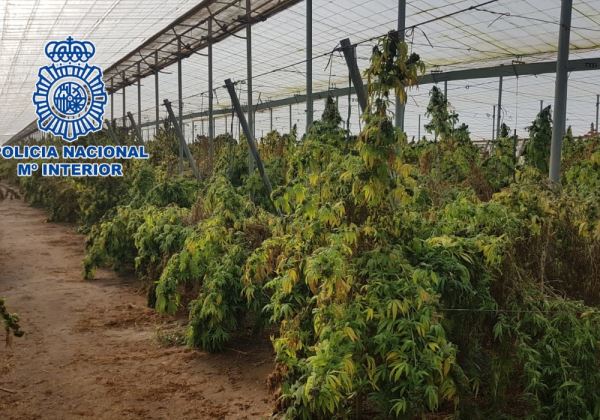La Policía Nacional interviene 18.000 plantas de marihuana encubiertas bajo un cultivo de cáñamo industrial