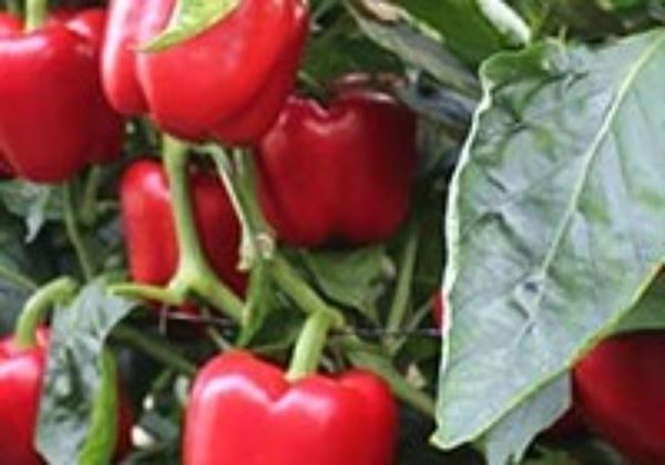 Las VI Jornadas de Pimiento Temprano de Dalías contarán con 16 empresas y una veintena de expertos del sector