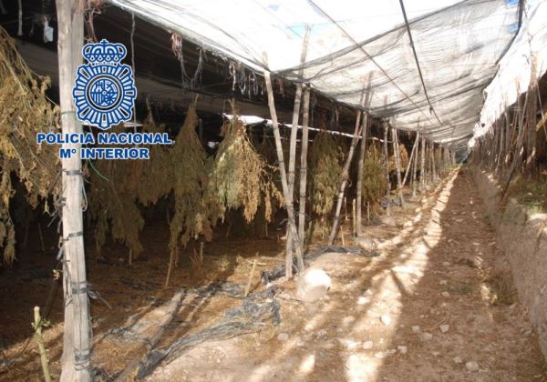 La Policía Nacional interviene 29.000 plantas de marihuana encubiertas bajo un cultivo de cáñamo industrial