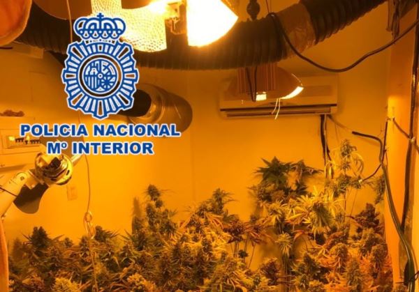 La Policía Nacional detiene en Almería a un matrimonio que cultivaba marihuana en el interior de su vivienda