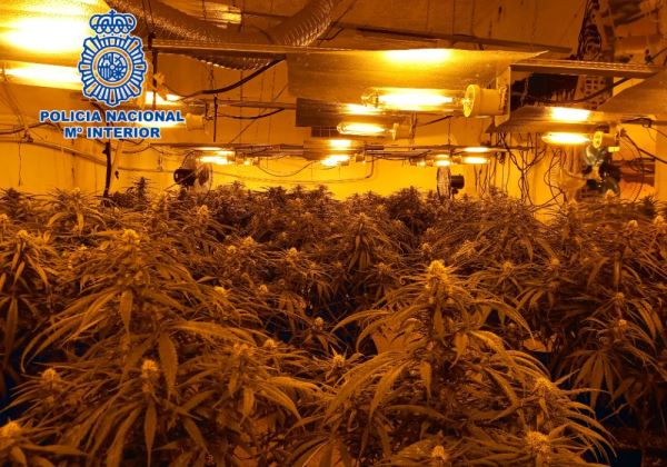La Policía Nacional desarticula una nueva plantación indoor de marihuana en El Ejido