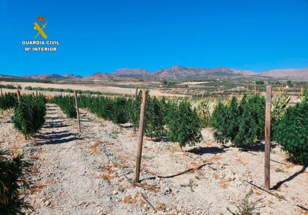 Desmantelada una empresa que se dedicaba a la venta de cogollos y derivados de la marihuana en Almería y Cáceres
